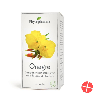 Phytopharma Nachtkerze Kapseln 500mg 110 Stück Phytopharma Nachtkerze Kapseln 500mg 110 Stück