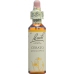 Bach-Blüten Cerato Nr. 5 20ml buy online
