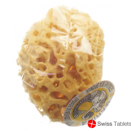 Marina natural sponge Venise 14cm buy online