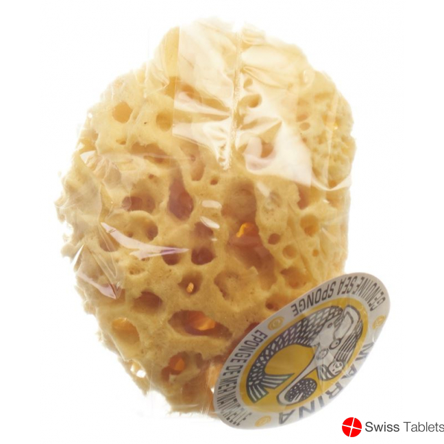 Marina natural sponge Venise 14cm buy online