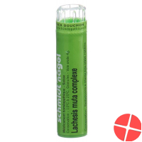 Lachesis muta SN complexe Gran 4 g